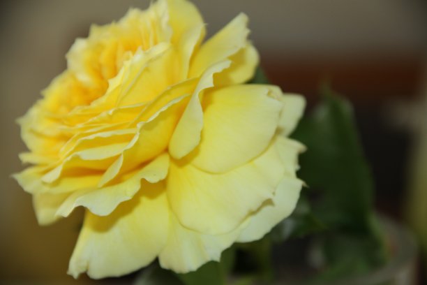 美丽的黄色图片下载