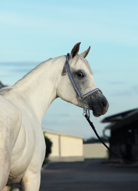 白色阿拉伯神骏肖像图片下载