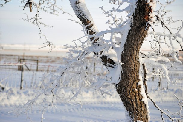 雪覆盖的树图片下载