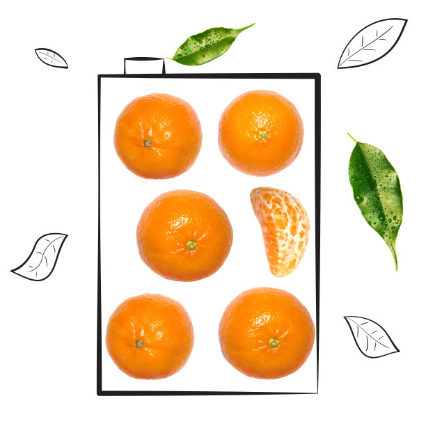 水果构成与新鲜的普通话和卡通可爱的涂鸦元素在孤立的白色背景。创意简约的食物概念。图片下载