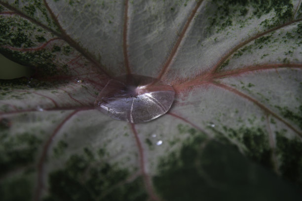 近距离观看花瓣图片下载