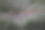 近距离观看花瓣图片下载