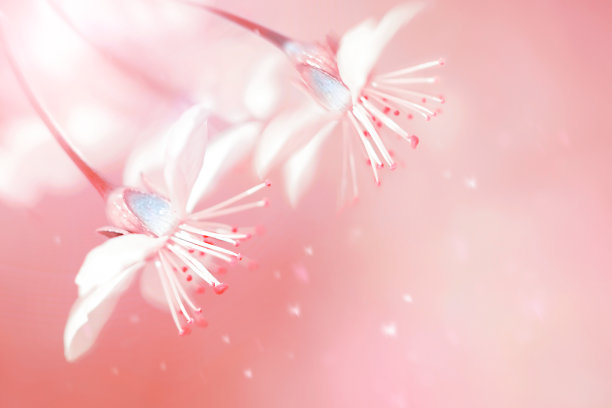 春夏自然背景。花园里美丽的樱花。活的珊瑚。2019年的颜色。图片下载