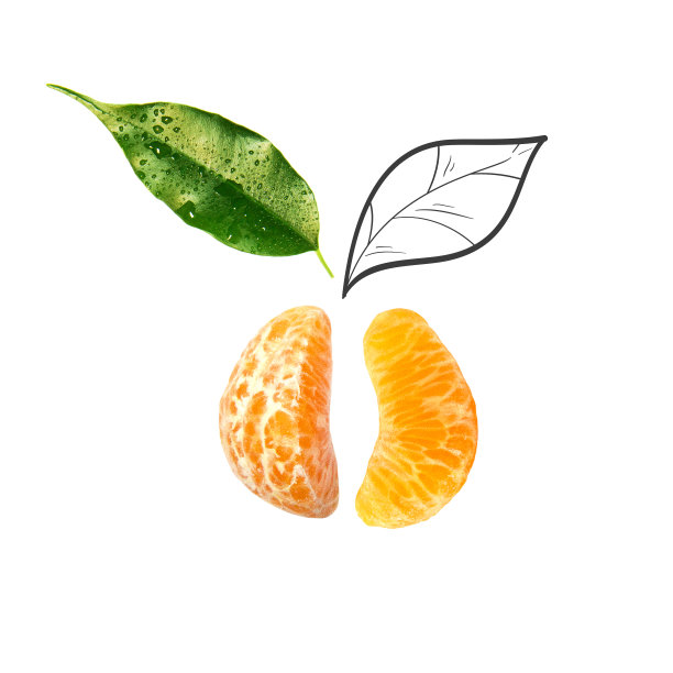 水果构成与新鲜的普通话和卡通可爱的涂鸦元素在孤立的白色背景。创意简约的食物概念。图片下载