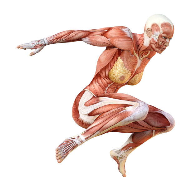 3D插图女性数字与肌肉地图上的白色图片下载