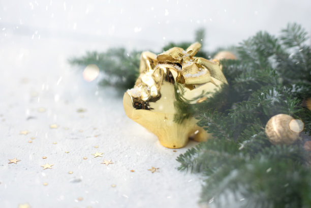 中国农历2019年猪年。圣诞节，新年的概念。金猪站在浅灰色的背景和圣诞树的树枝上。图片下载