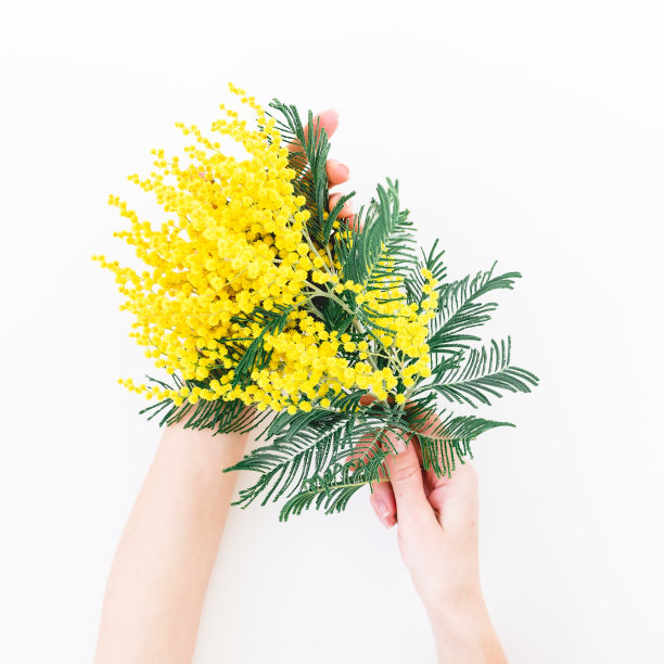 女人手里捧着一束黄花，枝头白白的。妇女节送花。平躺图片下载