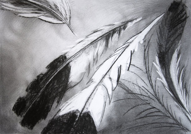 羽毛组成图片下载