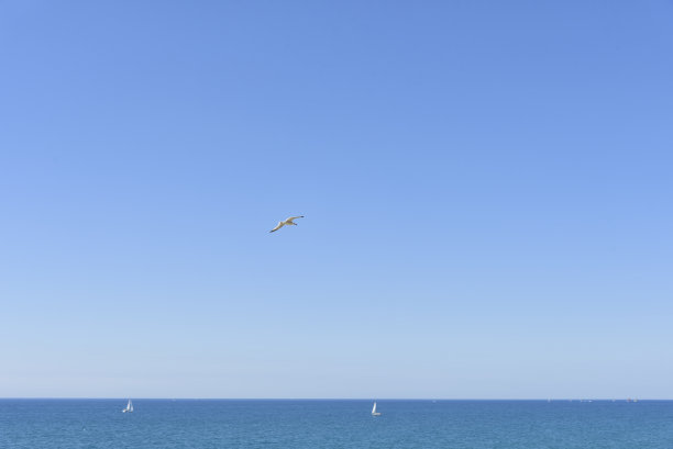 夏日的海景，蔚蓝的天空，海鸥和帆船在海上翱翔。内部的照片图片下载