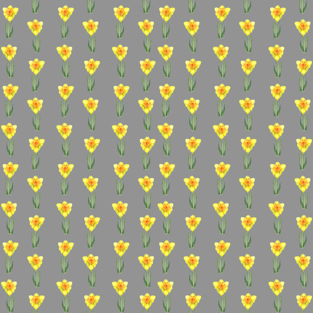 水彩植物写实花卉图案与水仙。复活节水仙。灰色背景上的亮黄色水仙花图片下载