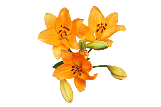 白色背景中的莉莉图片下载