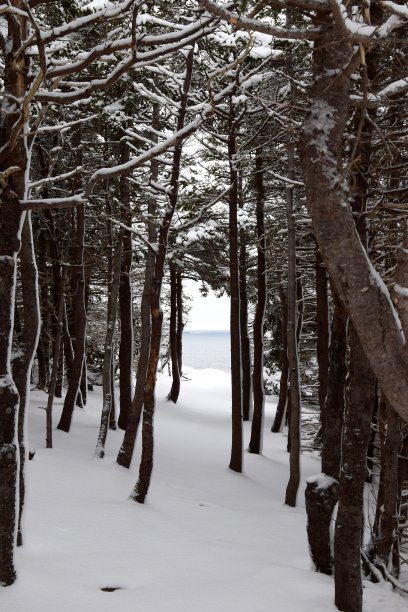 森林里的雪图片下载