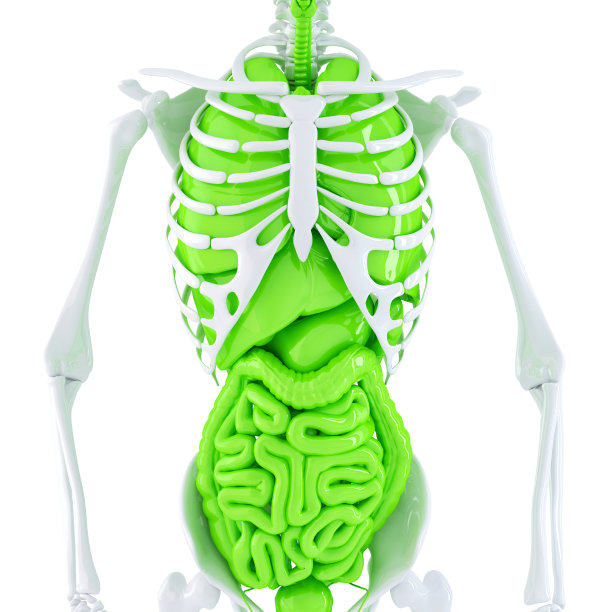 人体骨骼和内部器官。孤立。包含剪切路径图片下载