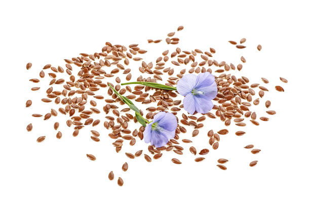 亚麻的干种子，白色背景上有花图片下载