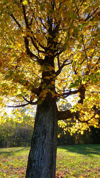 低角度黄色秋天树叶树自然背景复制空间图片下载