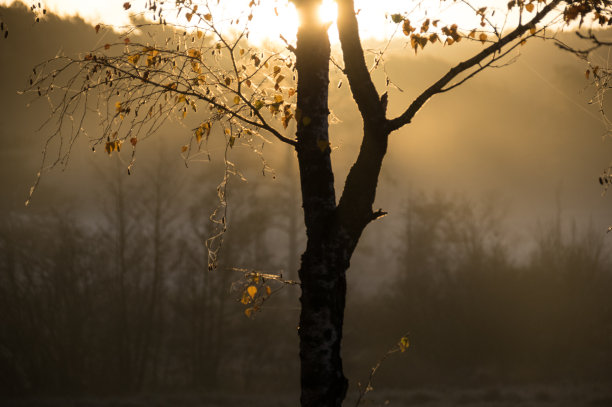神秘的冬季湿地图片下载