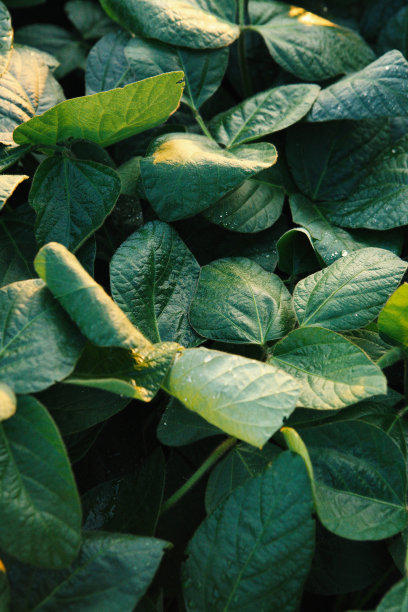 绿色大豆叶子图片下载