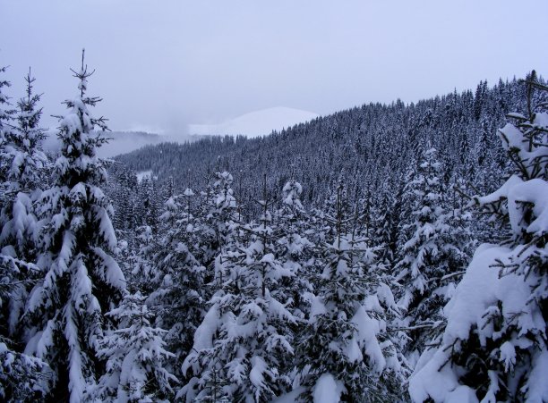 在森林图片下载