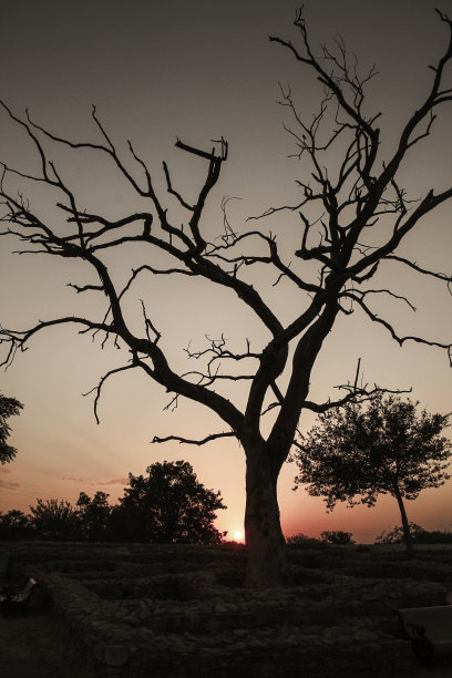 树的轮廓图片下载