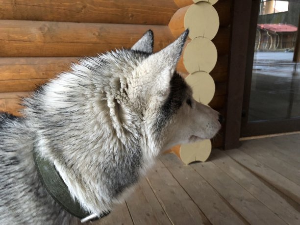 狗,哈士奇,接近,木头,圣诞节图片下载
