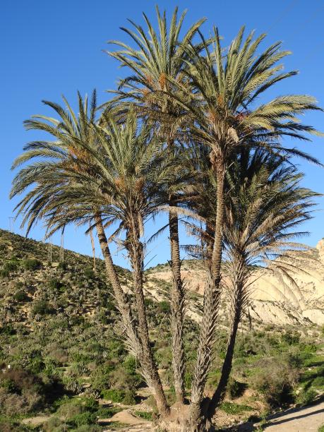 手掌,树图片下载