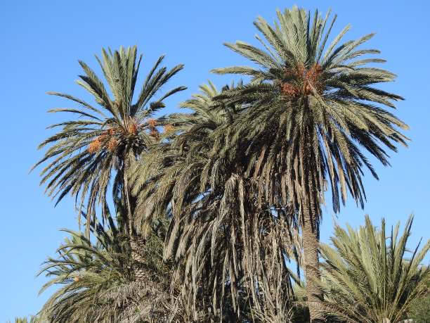 手掌,树图片下载