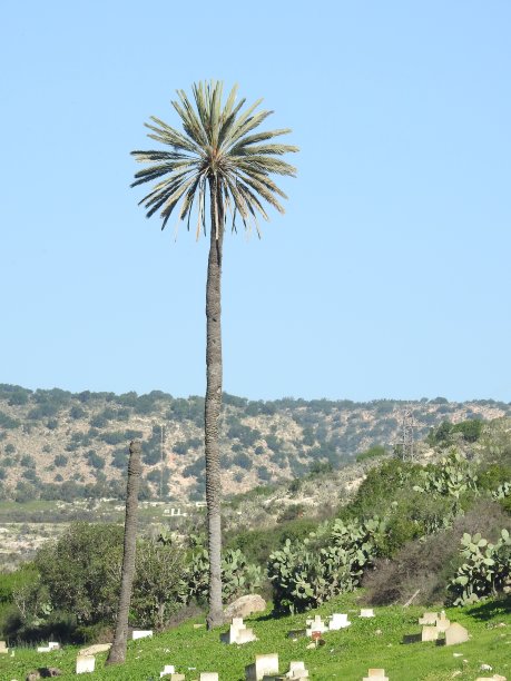 手掌,树图片下载