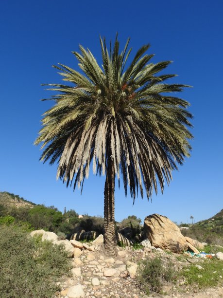 手掌,树图片下载