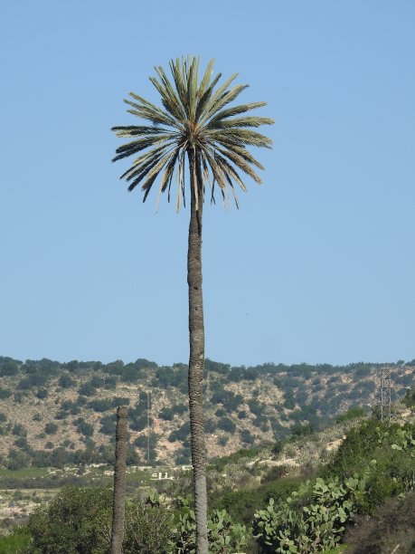 手掌,树图片下载