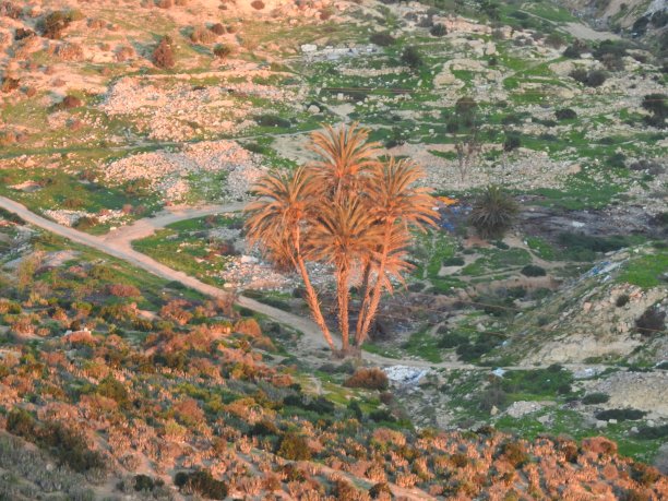 棕榈树图片下载