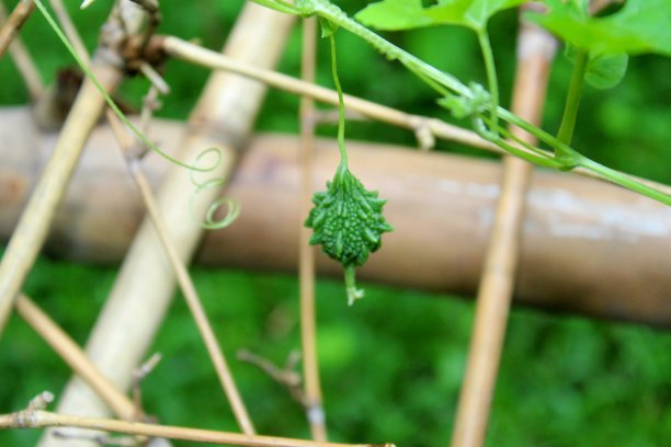 美丽新鲜苦瓜的特写图片下载