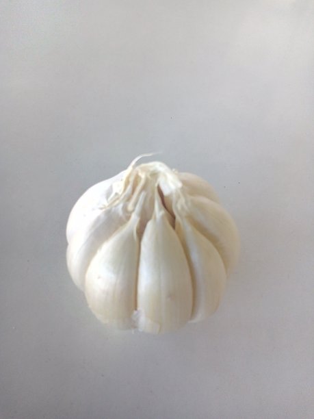 白色大蒜草图片下载