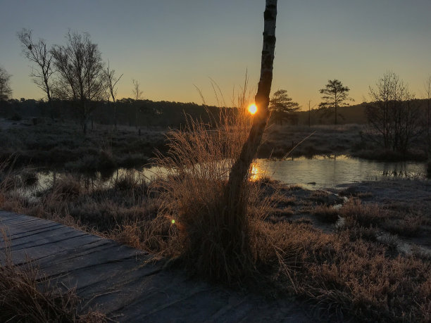 神秘的冬季湿地图片下载