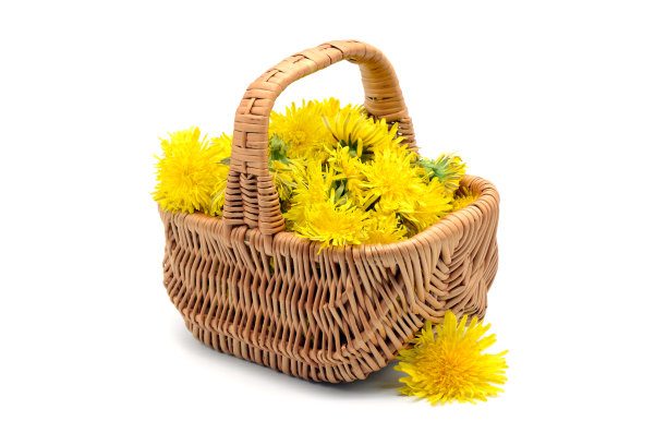 蒲公英的头放在一个篮子里。白色的孤立的背景图片下载