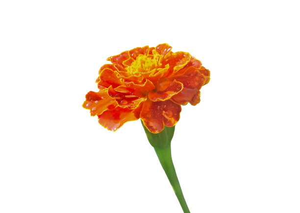 万寿菊(万寿菊)图片下载