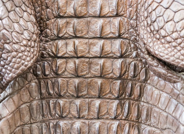 鳄鱼皮纹理图片下载