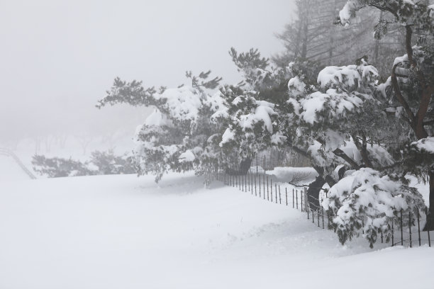 冬天的雪花树图片下载