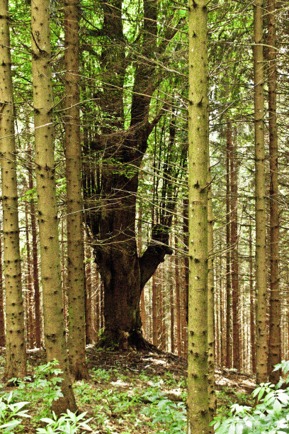 阳光明媚，神秘的森林图片下载