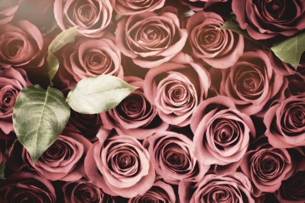 情人节褪了色的红玫瑰背景图片下载