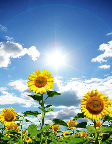 向日葵田图片下载