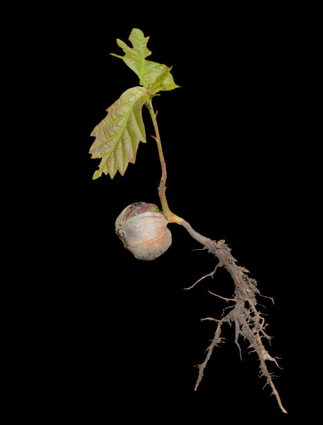 橡树苗21图片下载