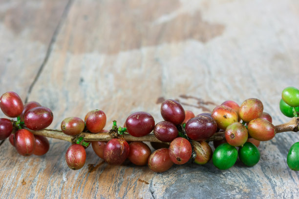 新鲜的咖啡豆图片下载