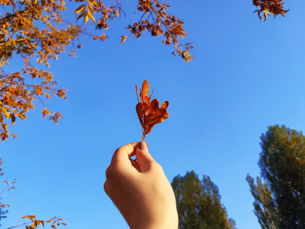 一只手拿着一片黄色白蜡树叶，背景是蓝天。秋季，忧郁图片下载