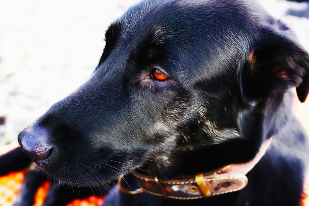 黑狗躺和休息，肖像特写与明亮的棕色眼睛。油画图片图片下载