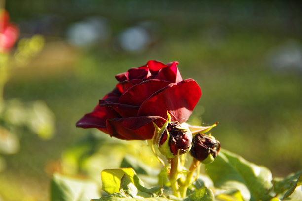 以草地为背景的花园里勃艮第蔷薇图片下载