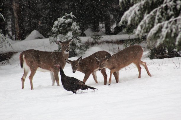 冬天的鹿图片下载
