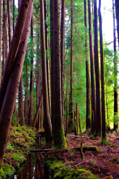 亚速尔美丽迷人的森林与秋天的颜色和小溪流图片下载