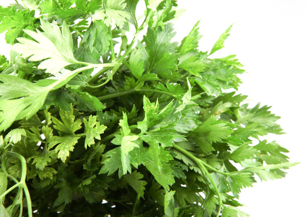 欧芹群图片下载