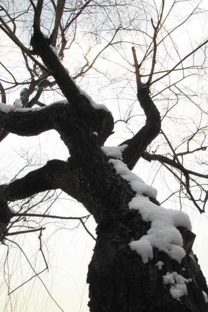 北京的冬天在朝阳公园图片下载