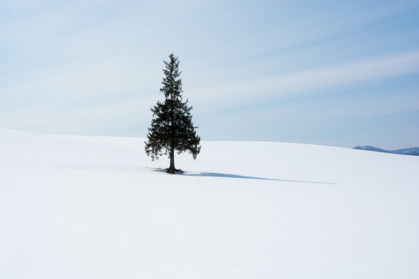北雪山上的松树图片下载